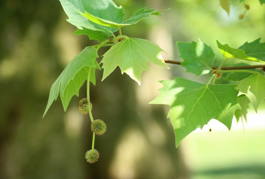 Sycamore дерево