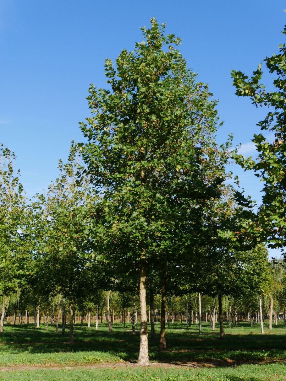 Липа мелколистная tilia cordata