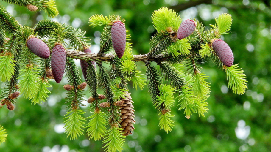 Елка в лесу