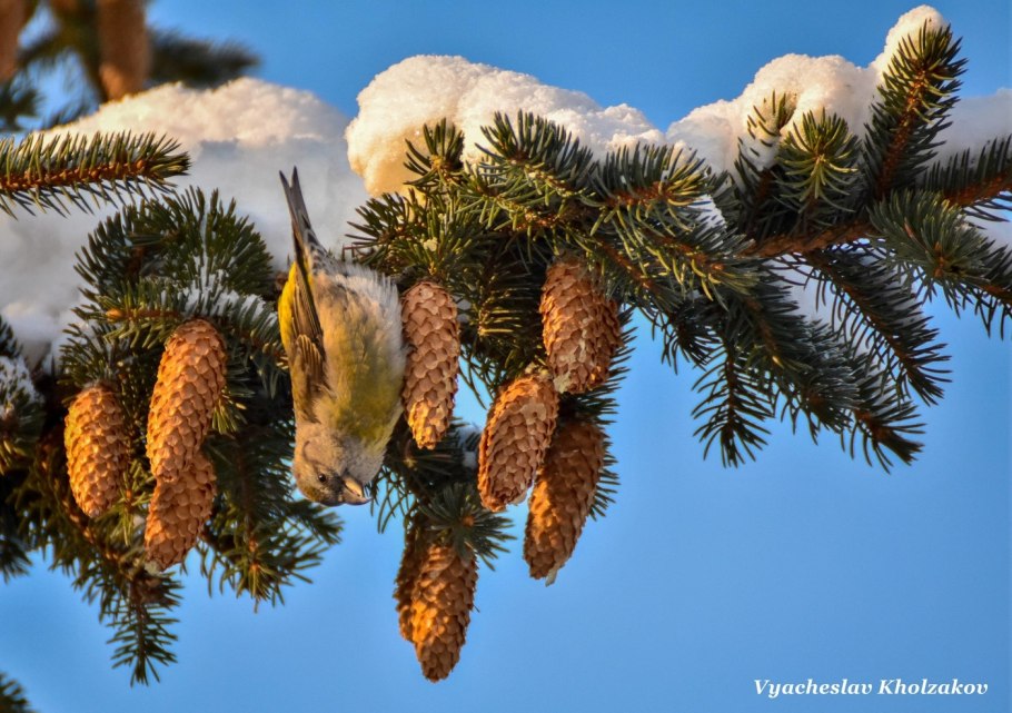 Еловые шишки в снегу