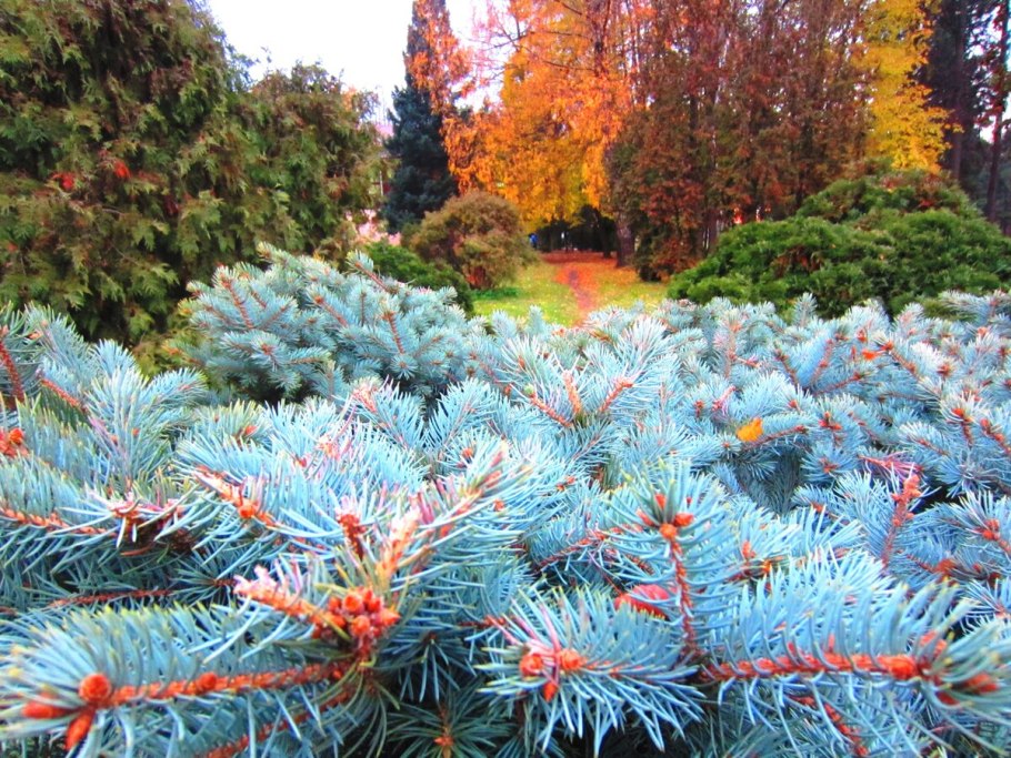 Хвойник Герман