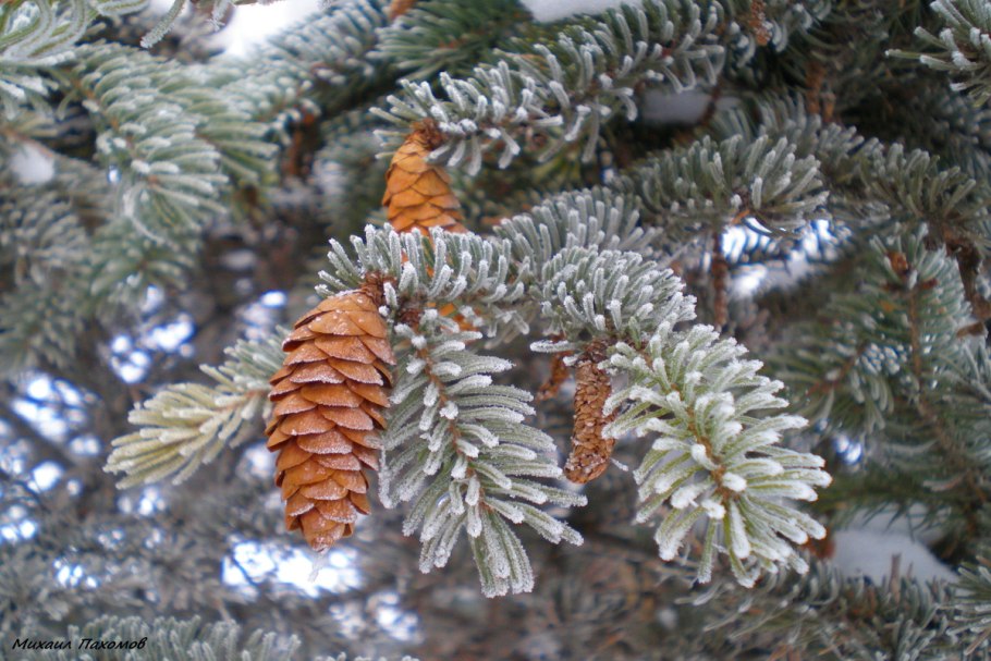 Сосна в инее