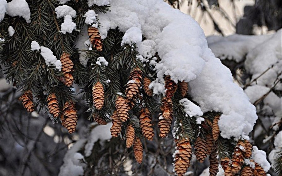 Заснеженные шишки