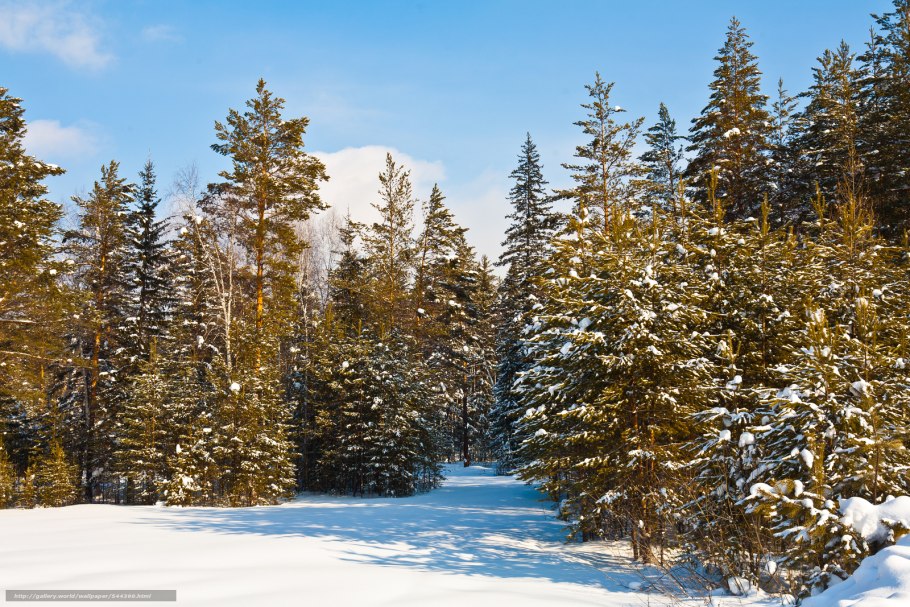 Зимние шишки