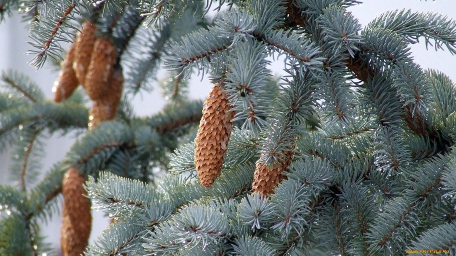 Еловая, Пихтовая, Сосновая лапы