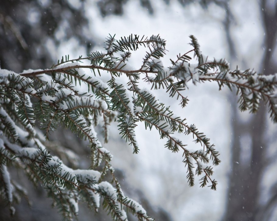 Зимняя ветка