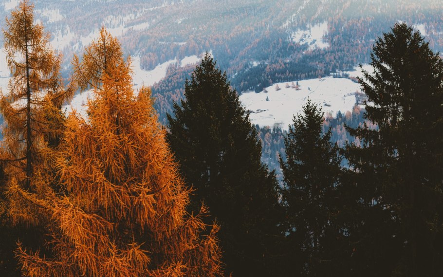 Заснеженные сосны