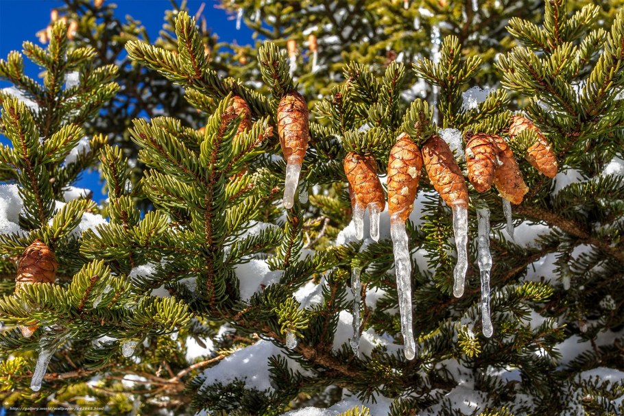 Еловая, Пихтовая, Сосновая лапы