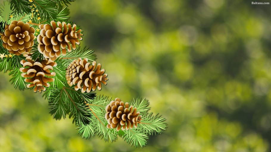 Сосна с красивыми шишками