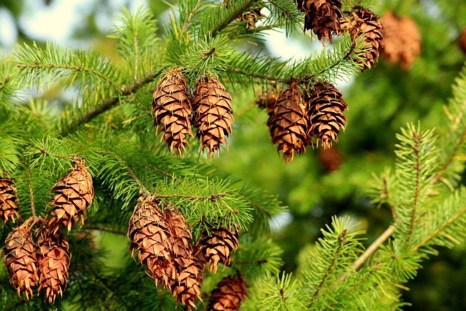 Шишки кедровые в снегу