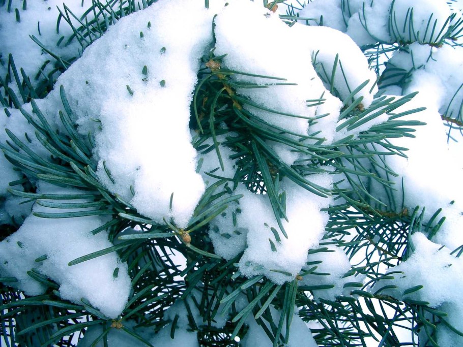 Ель Сибирская голубая шишки