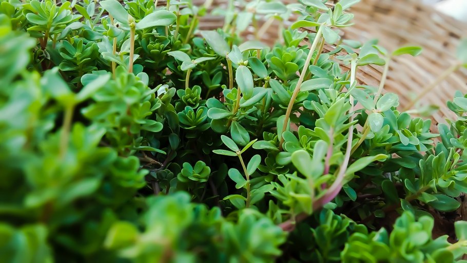 Тимьян Цитрон