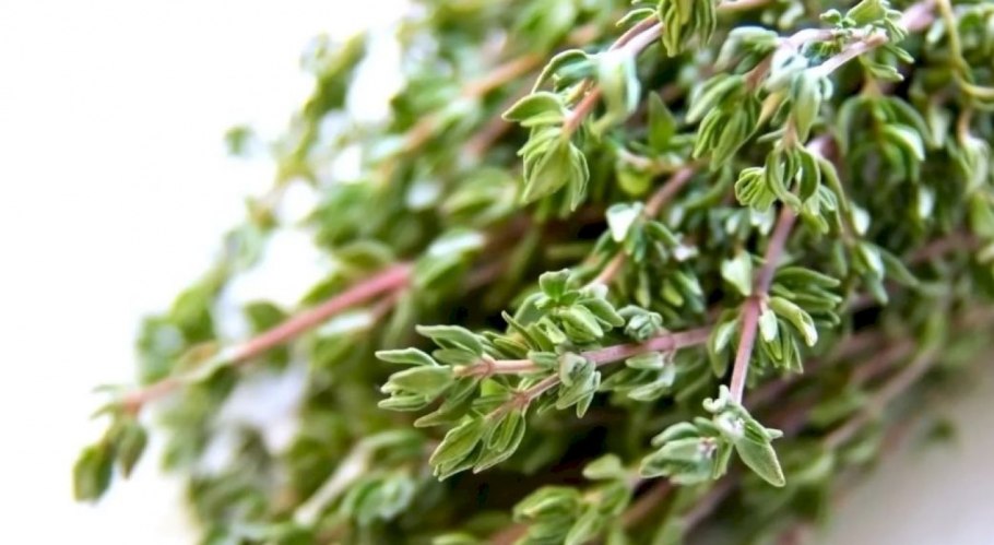 Чабрец Боровой