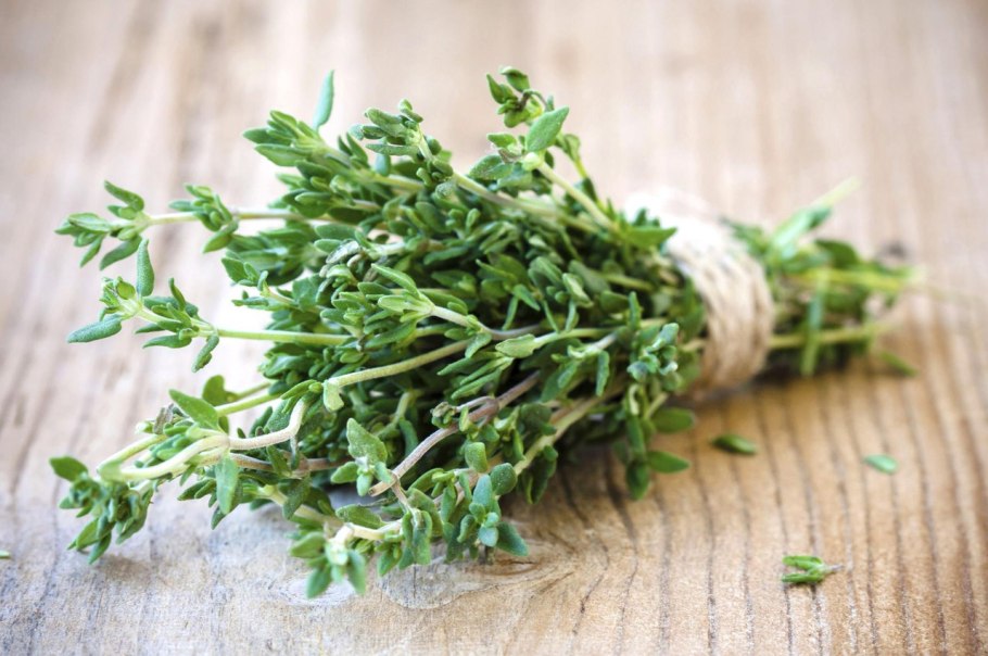 Тимьян ползучий листья