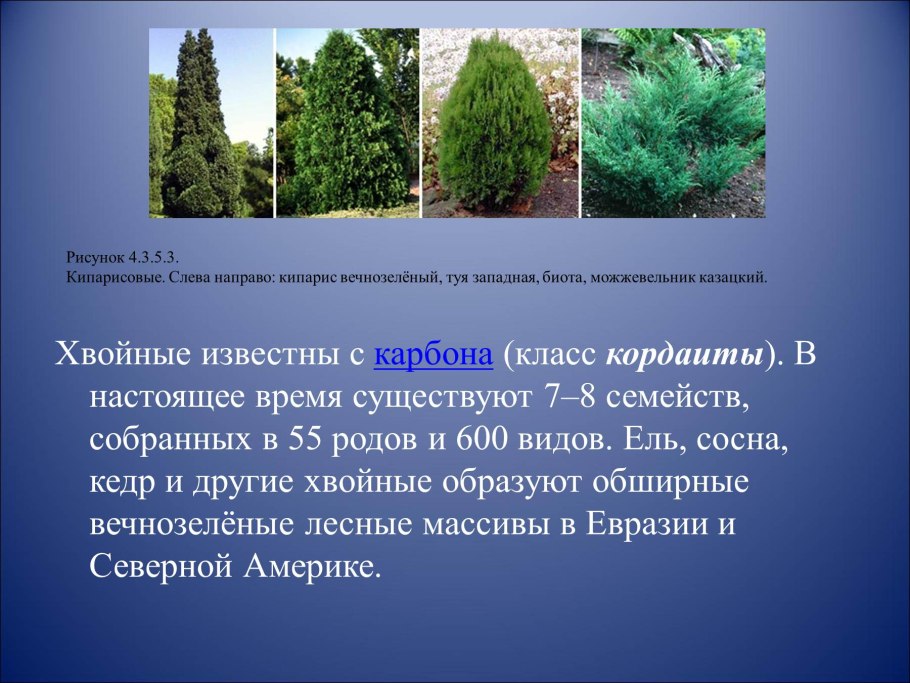 Кипарис вечнозеленый Италия