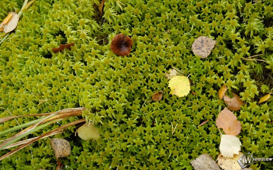 Мох сфагнум магелланский