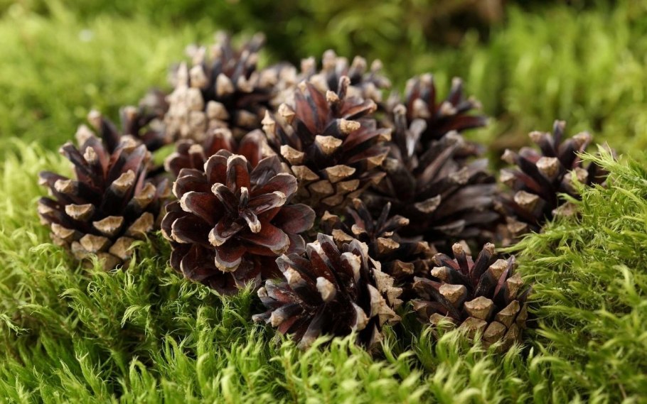 Сосна шишки брусника