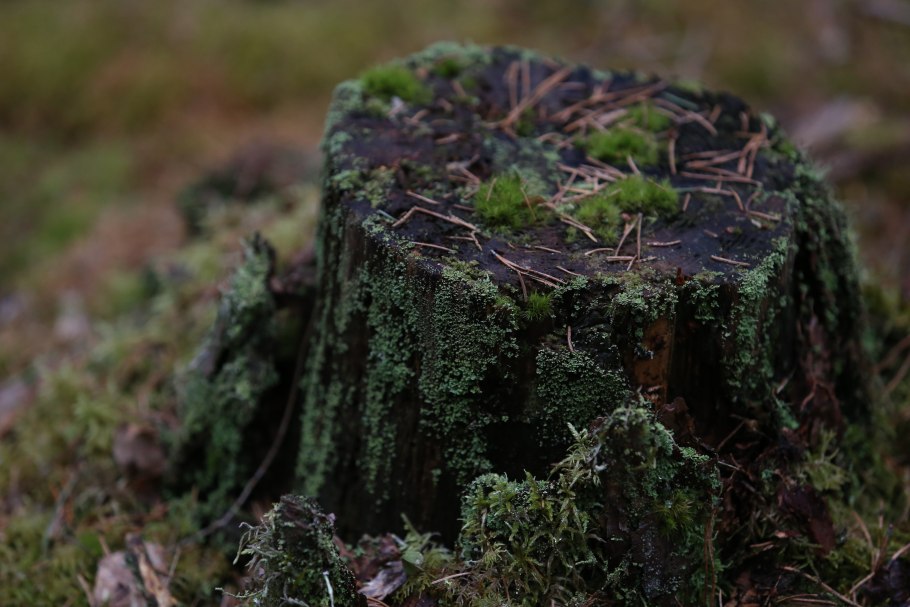 Сосна с шишками в лесу