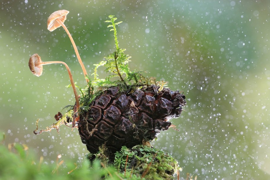 Микромир леса