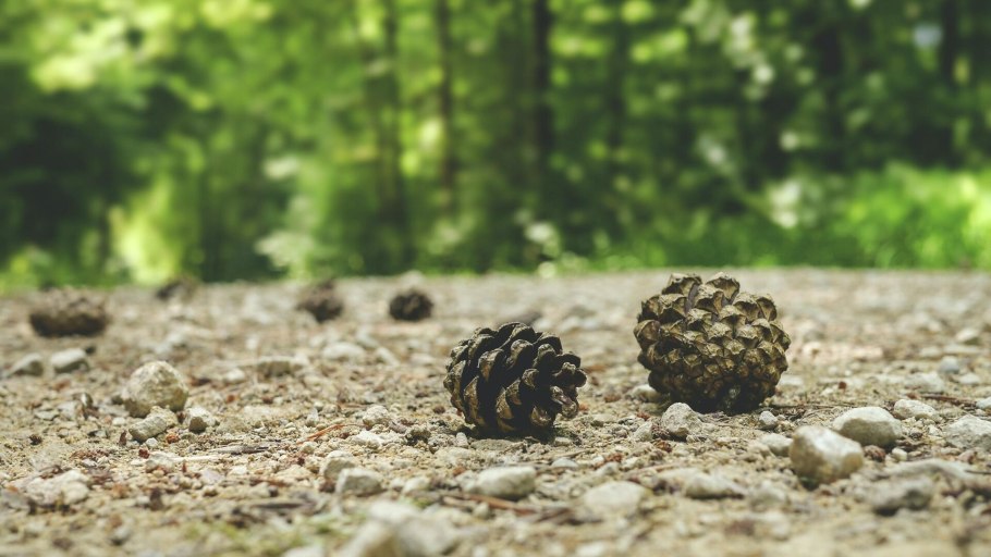 Бридский мох