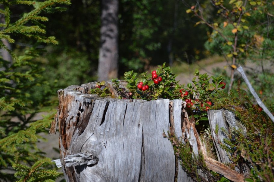 Валун в лесу