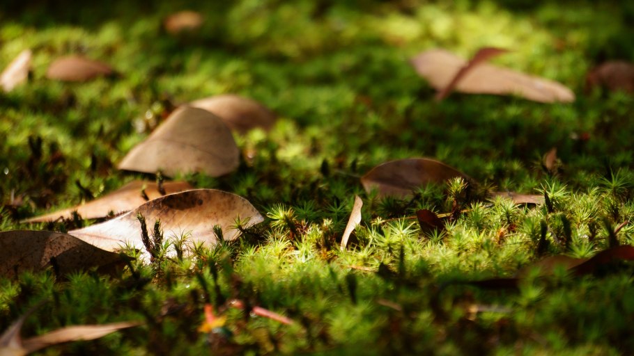 Экосистема Трухлявый пень