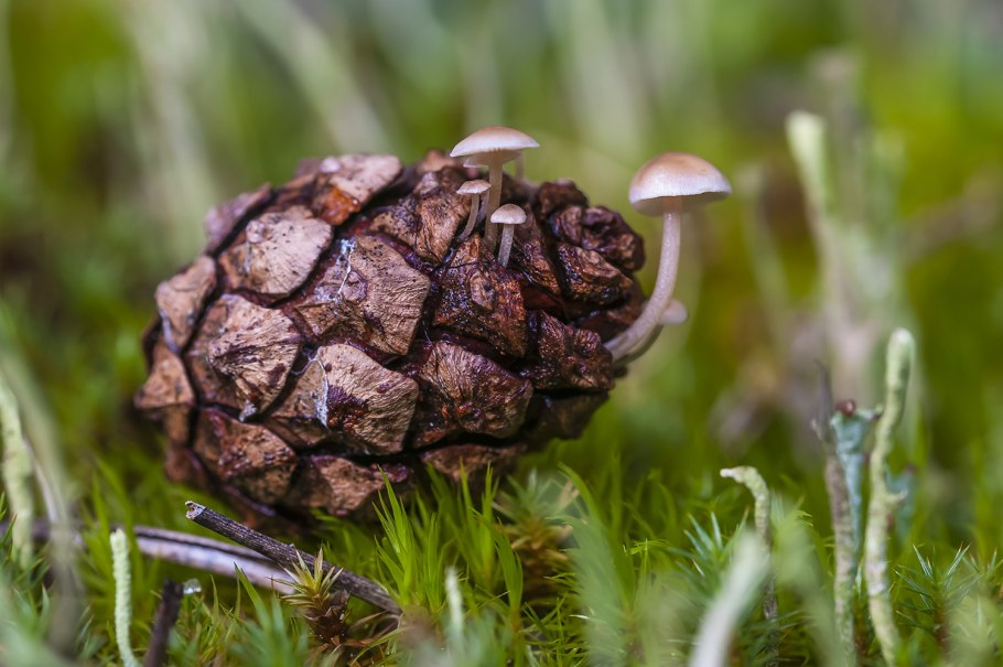 Сибирские лишайники и мох