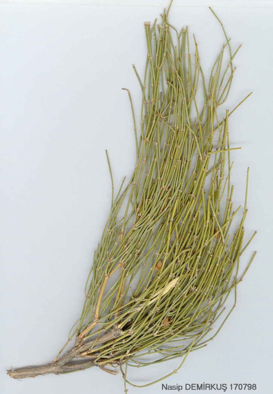 Куст эфедры