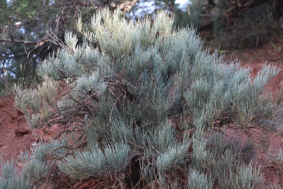 Эфедра хвощевая (Ephedra distachya)