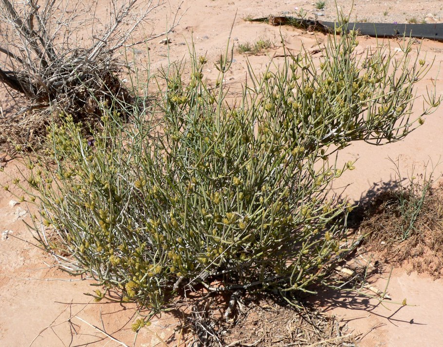 Ephedra strobilacea