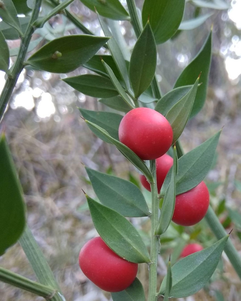 Ruscus hypophyllum