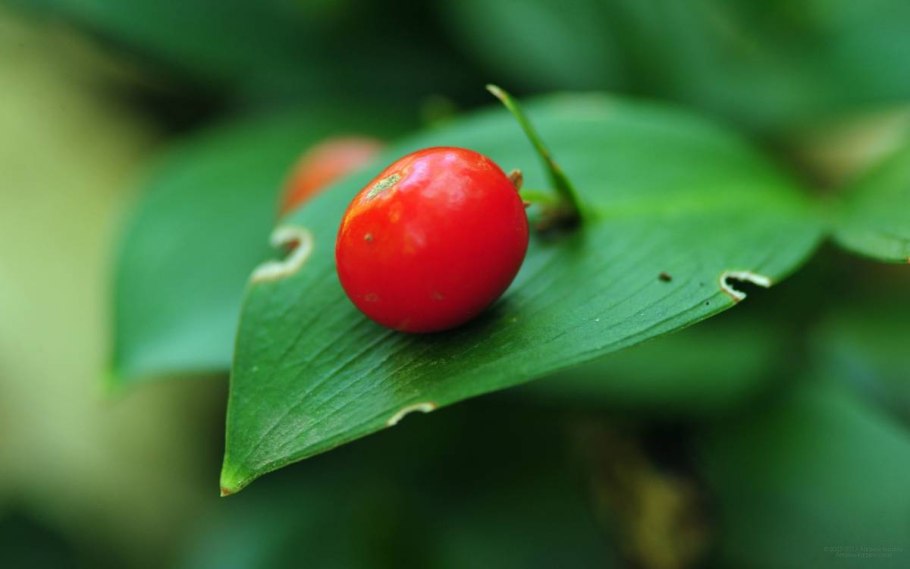 Рускус hypophyllum