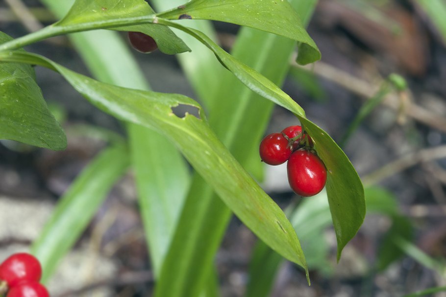 Рускус hypophyllum