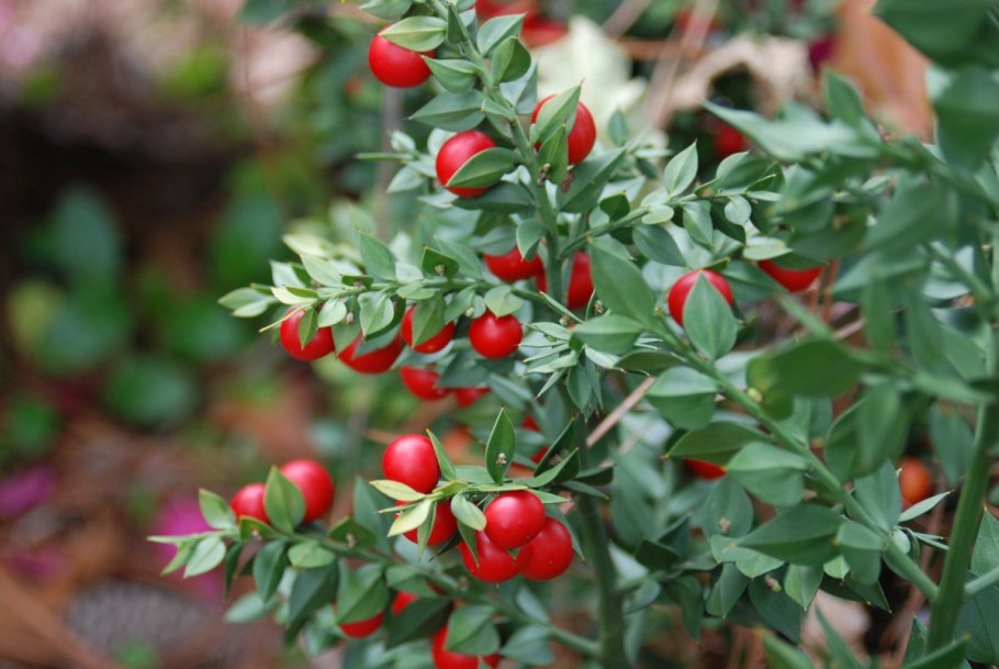 Ruscus colchicus