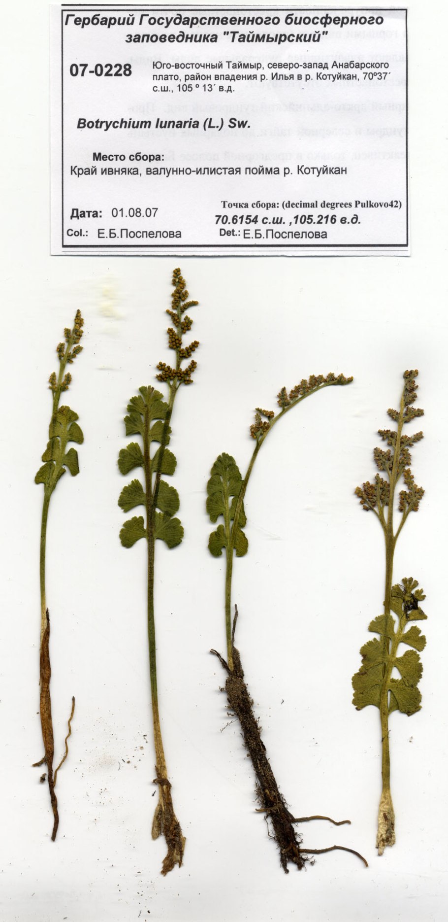 Гроздовник ланцетовидный