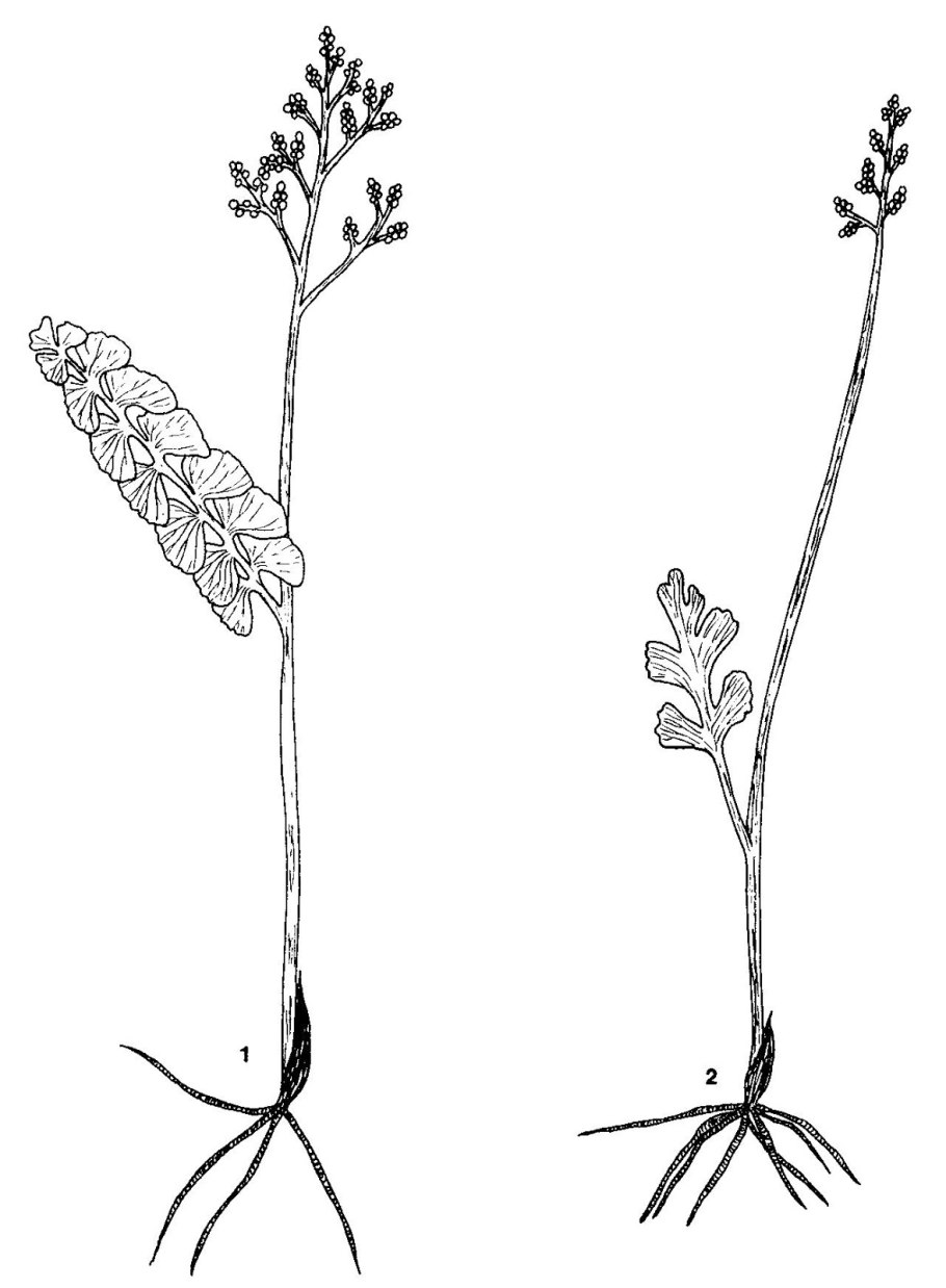 Гроздовник полулунный