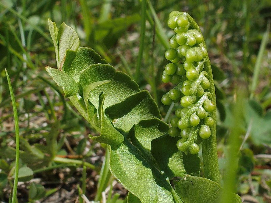 Гроздовник полулунный