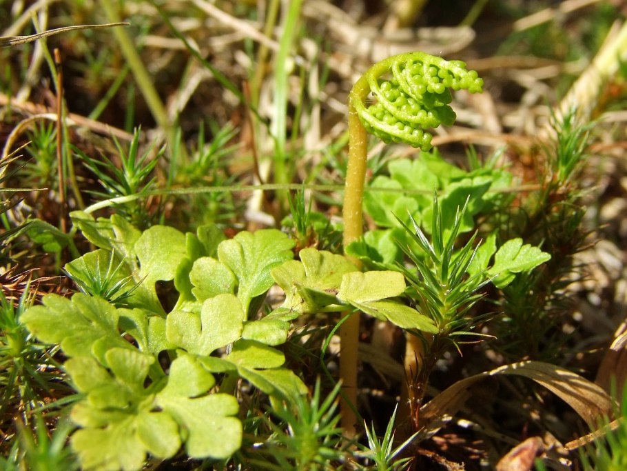 Гроздовник многораздельный