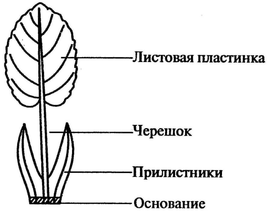 Botrychium Lunaria ботаника