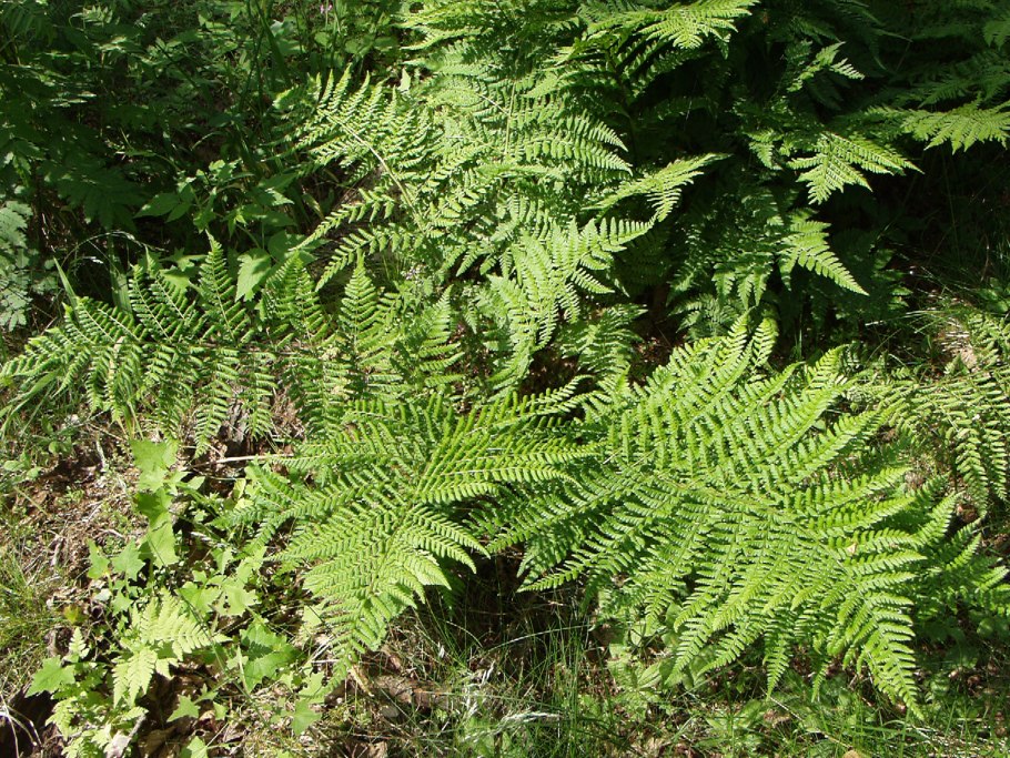 Папоротник Голокучник