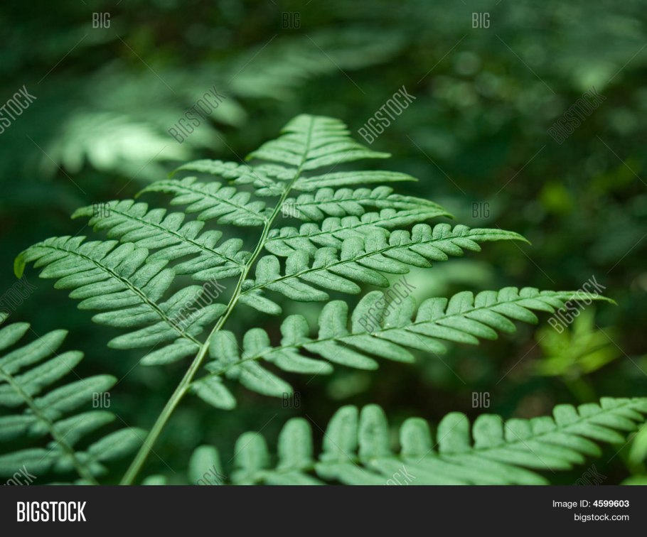 Папоротник ланцетовидный