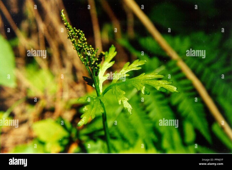 Папоротник Голокучник