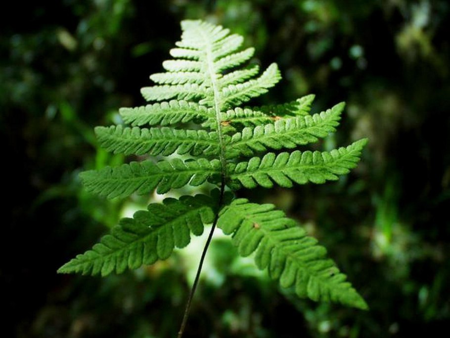 Гроздовник виргинский (Botrychium virginianum)