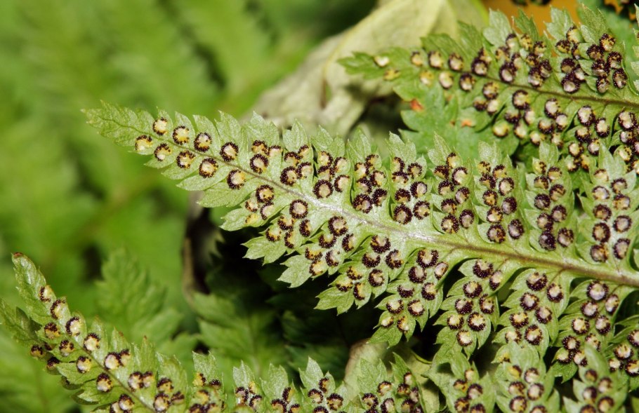 Гроздовник сообщение