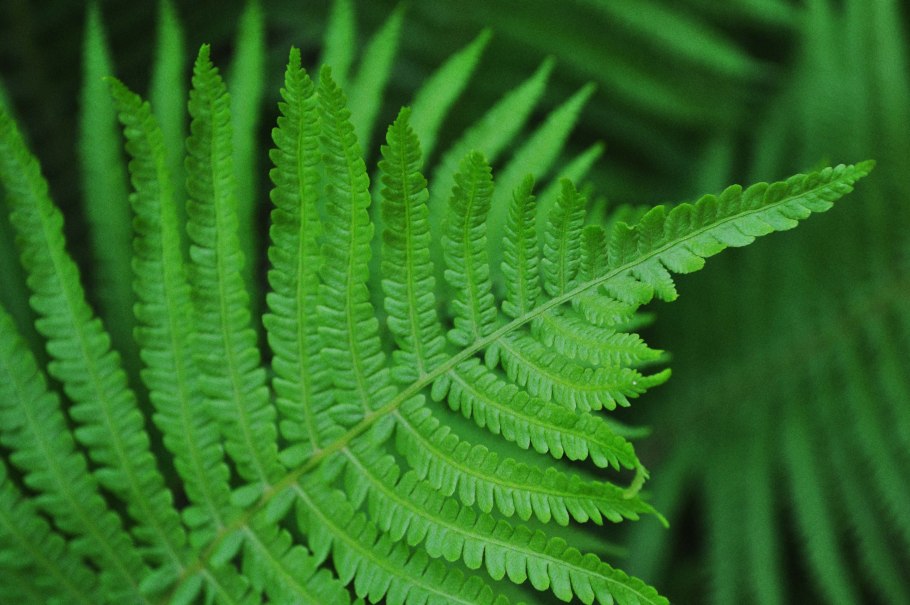 Botrychium Lunaria ботаника