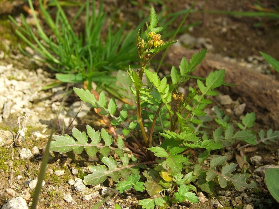 Гроздовник полулунный