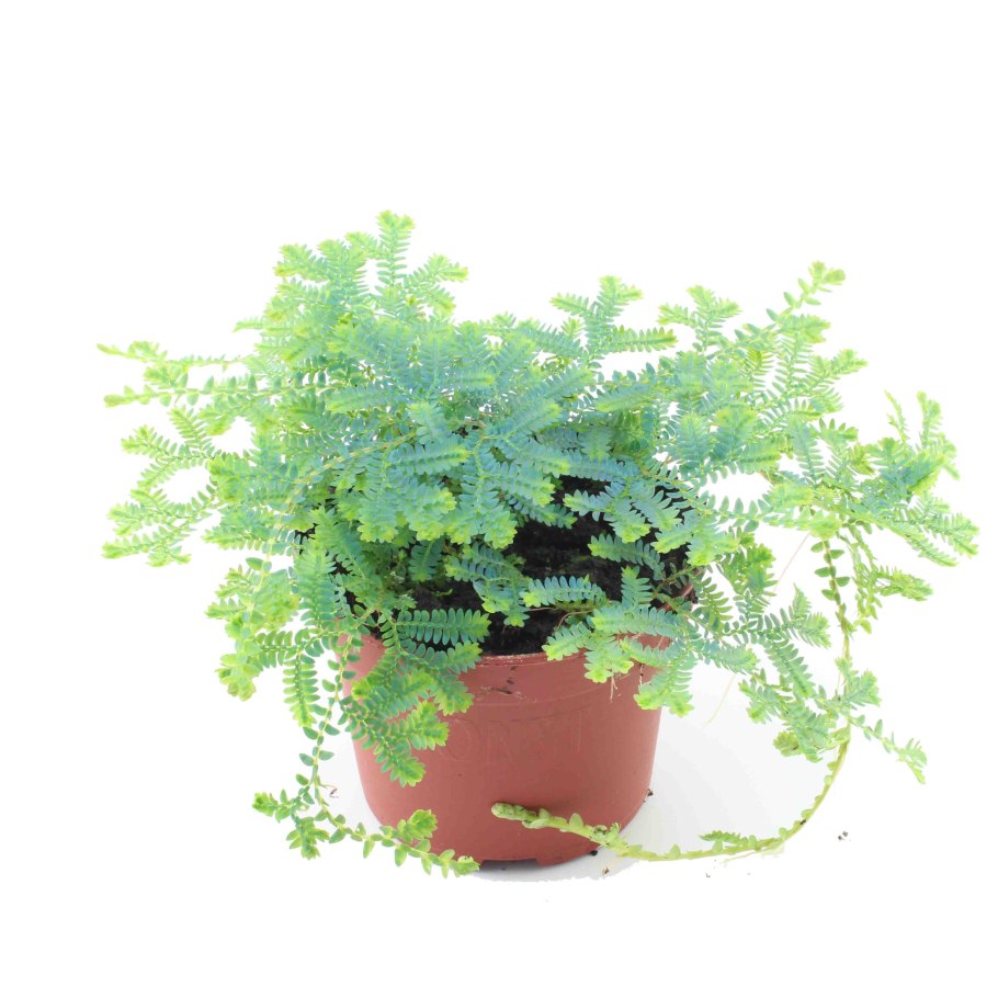 Селагинелла (Selaginella)