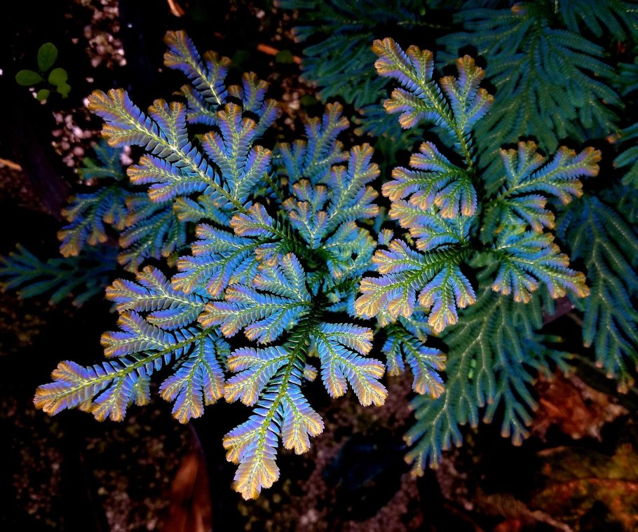 Папоротник селагинелла, шт