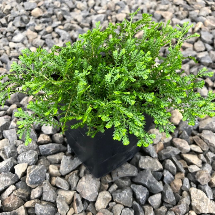 Селагинелла Мартенса