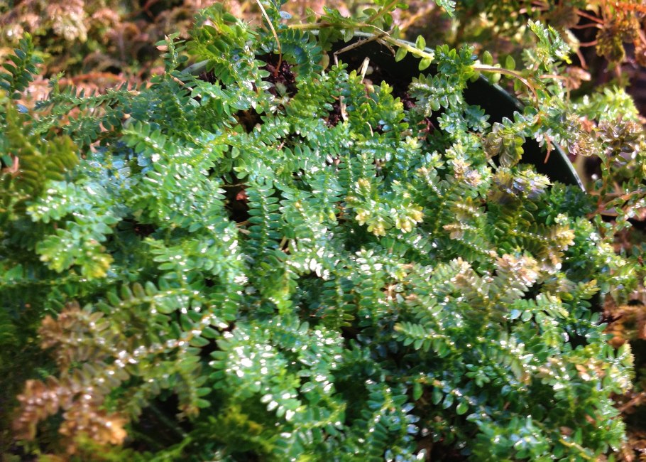 Селагинелла швейцарская